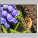 Bombylius major - Wollschweber w02.jpg